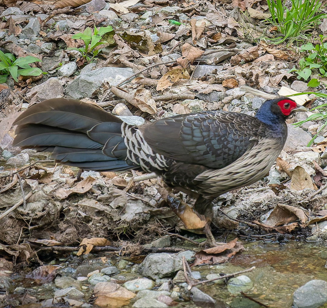 image Kalij Pheasant